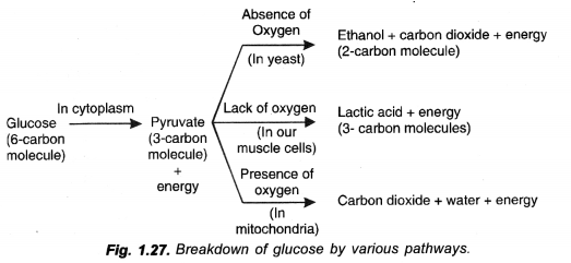 NCERT Exemplar Solutions for Class 10 Science Chapter 6 Life Processes image - 20