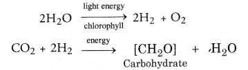 NCERT Exemplar Solutions for Class 10 Science Chapter 6 Life Processes image - 8