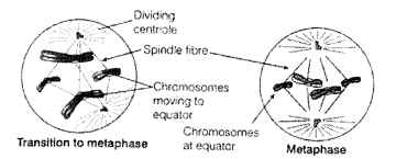 NCERT Exemplar Solutions for Class 11 Biology Chapter 10 Cell Cycle and Cell Division 1.4