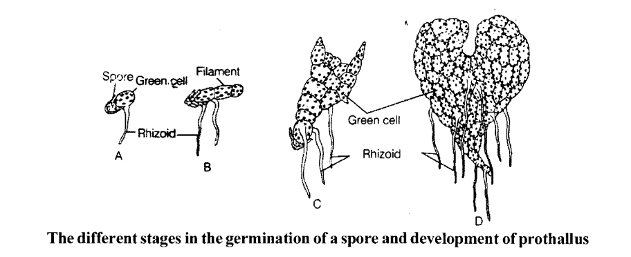 NCERT Exemplar Solutions for Class 11 Biology Chapter 3 Plant Kingdom 1.2