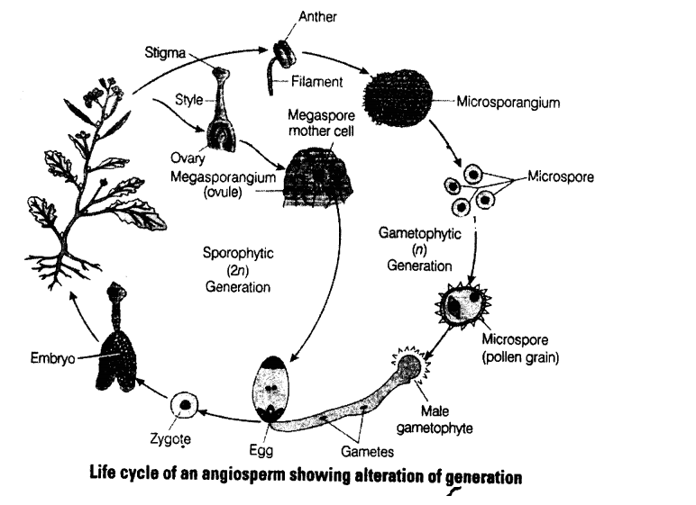NCERT Exemplar Solutions for Class 11 Biology Chapter 3 Plant Kingdom 1.6
