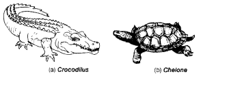 NCERT Exemplar Solutions for Class 11 Biology Chapter 4 Animal Kingdom 1.9
