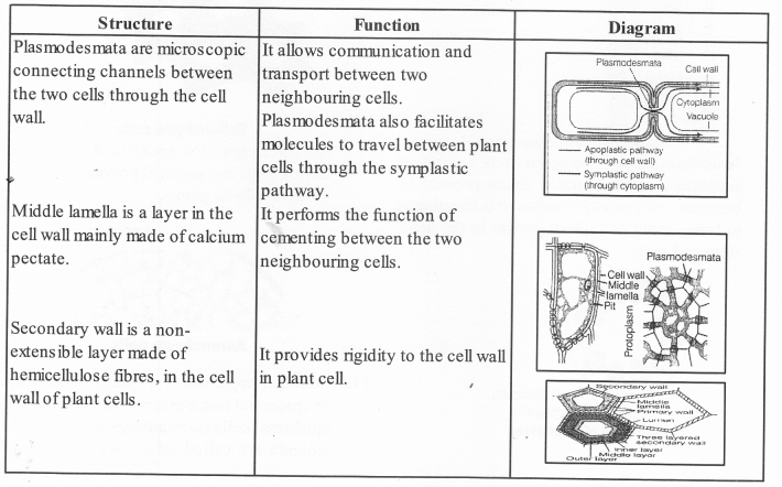 NCERT Exemplar Solutions for Class 11 Biology Chapter 6 Anatomy of Flowering Plants 1.14
