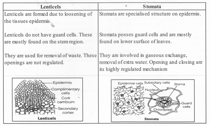 NCERT Exemplar Solutions for Class 11 Biology Chapter 6 Anatomy of Flowering Plants 1.6
