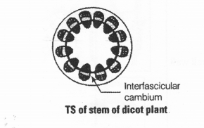 NCERT Exemplar Solutions for Class 11 Biology Chapter 6 Anatomy of Flowering Plants 1.8
