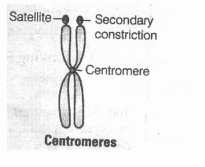 NCERT Exemplar Solutions for Class 11 Biology Chapter 8 Cell The Unit of Life 1.6