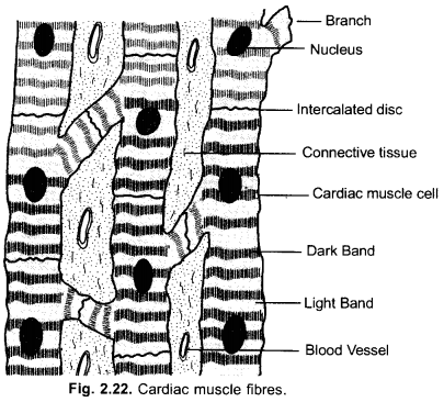 NCERT Exemplar Solutions for Class 9 Science Chapter 6 Tissues image - 12