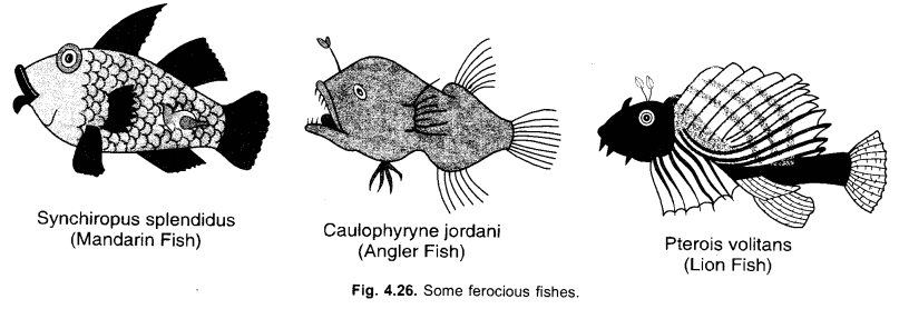 NCERT Solutions for Class 9 Science Chapter 7 Diversity in Living Organisms image - 1