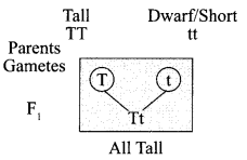 CBSE Sample Papers for Class 10 Science Set 3 with Solutions 16