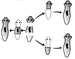 CBSE Sample Papers for Class 10 Science Set 4 for Practice 5