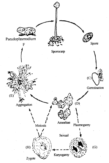 Class 11 Biology Important Questions Chapter 2 Biological Classification 1