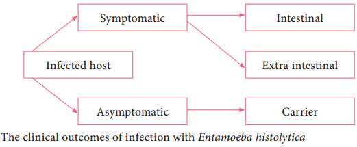 Life Cycle of Entamoeba Histolytica img 4