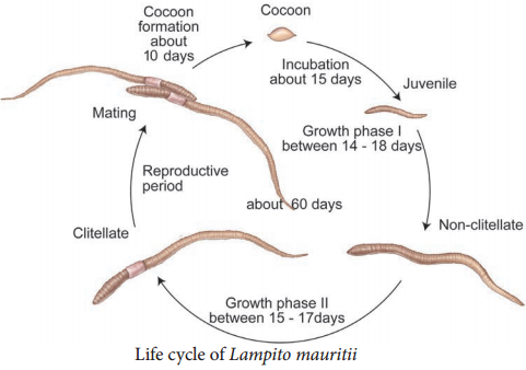 Earthworm - Lampito mauritii img 10