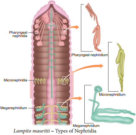Earthworm - Lampito mauritii img 8