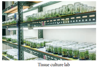 Plant Tissue Culture Techniques and Types – MCQ Questions