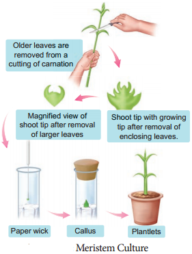 Plant Tissue Culture Techniques and Types – MCQ Questions