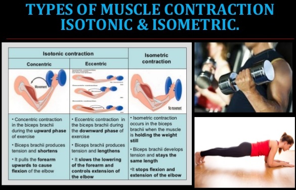 Types of Skeletal Muscle Contraction img 1