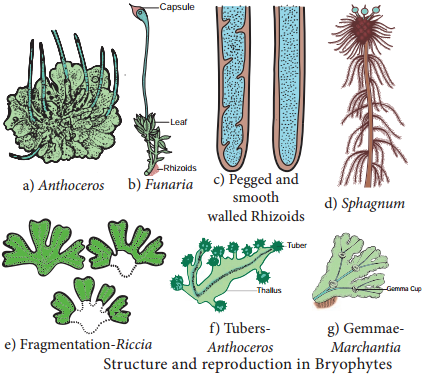 Bryophytes Definition and its Economic Importance – MCQ Questions