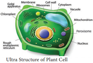 Plant and Animal Cell img 2